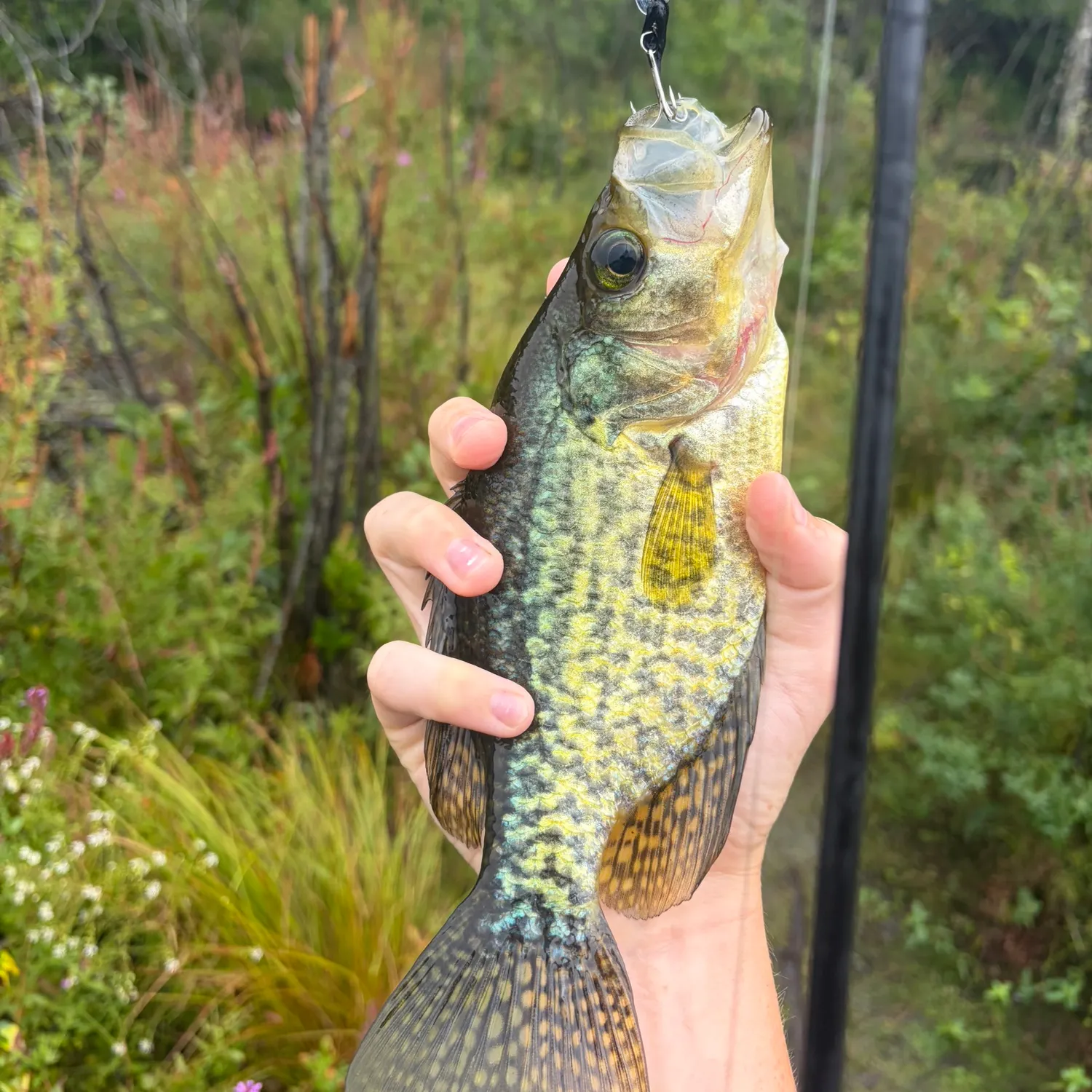 Black crappie caught on Fishbrain