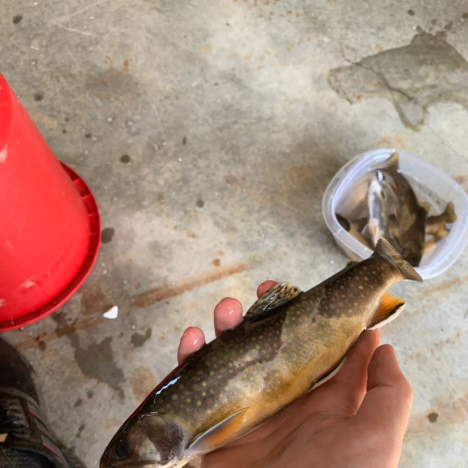 catch