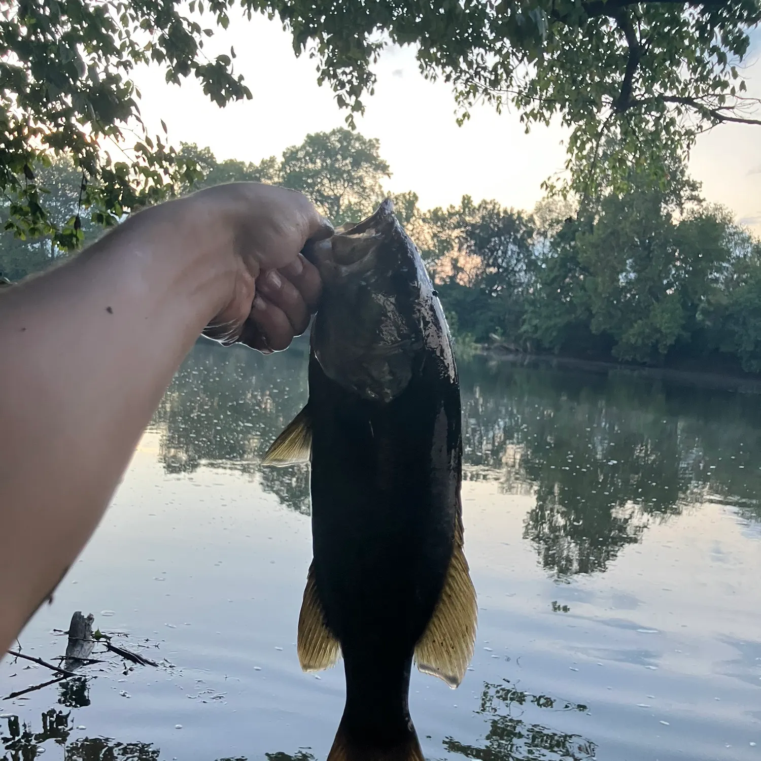 Smallmouth bass caught on Fishbrain