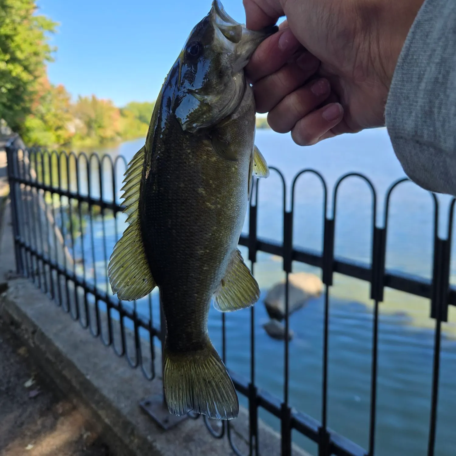 Smallmouth bass caught on Fishbrain