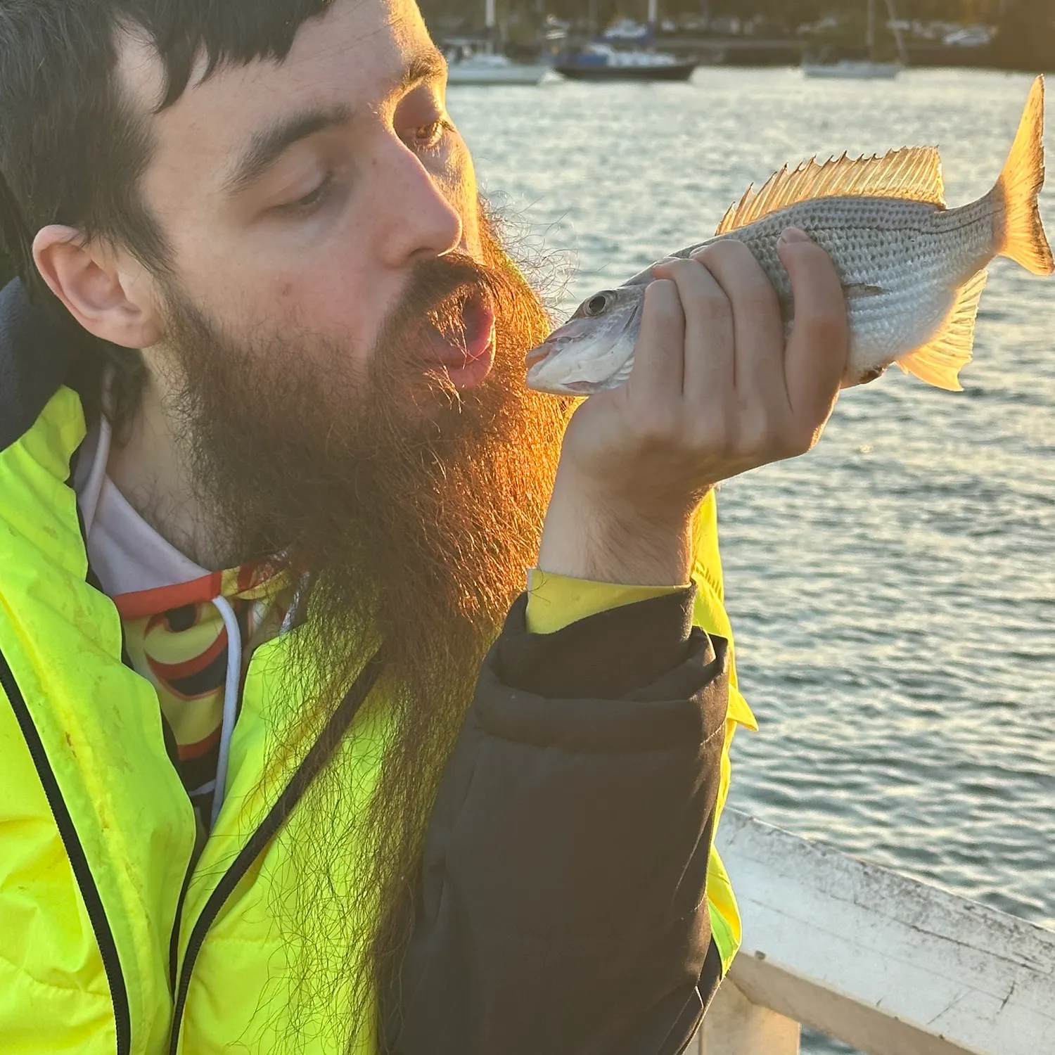 Surf bream caught on Fishbrain