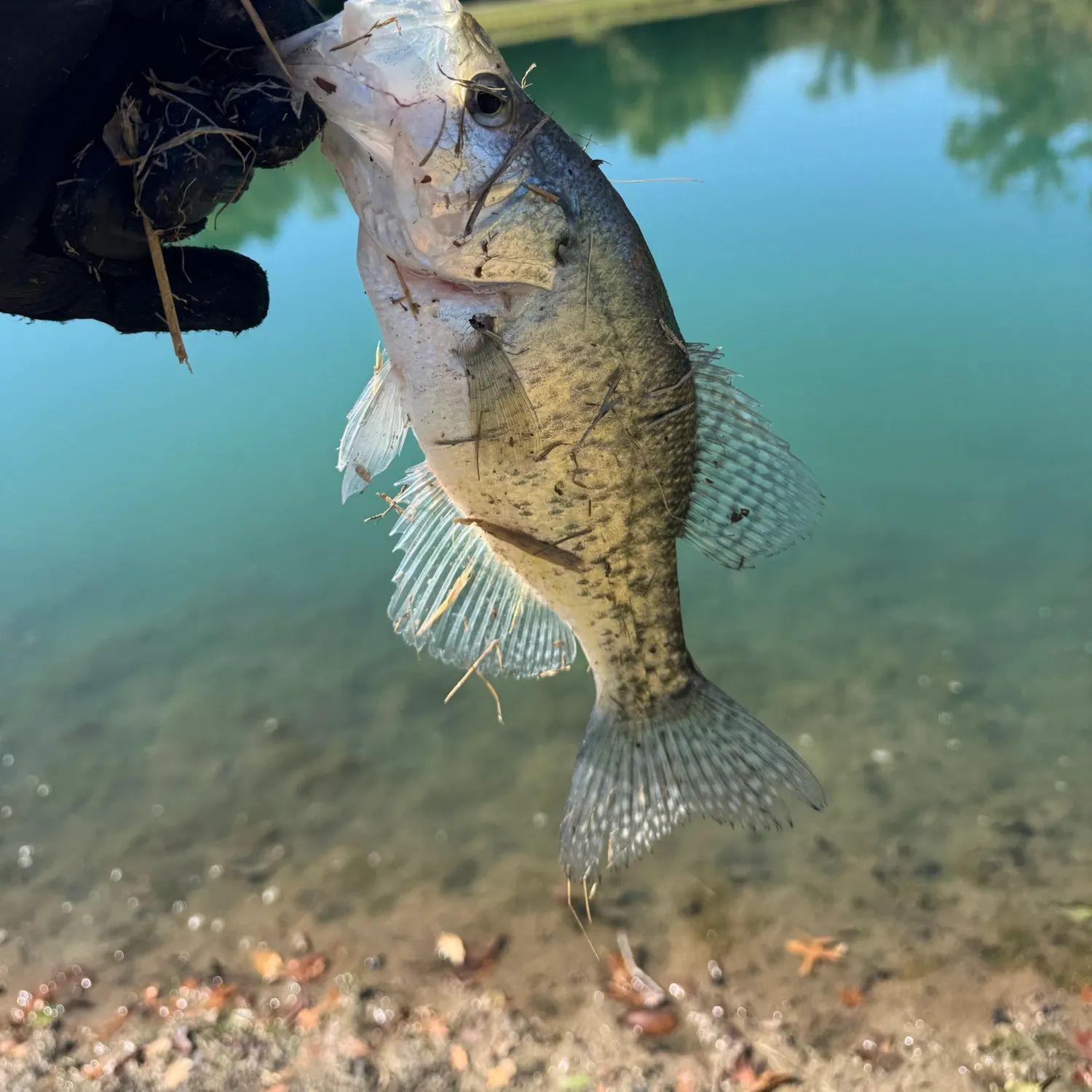 White crappie caught on Fishbrain