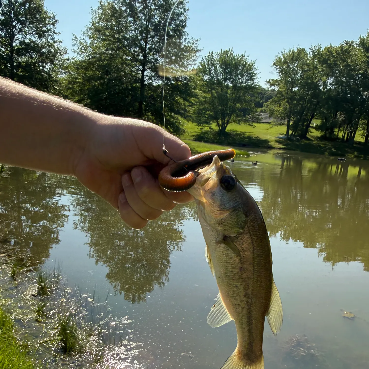 Smallmouth bass caught on Fishbrain