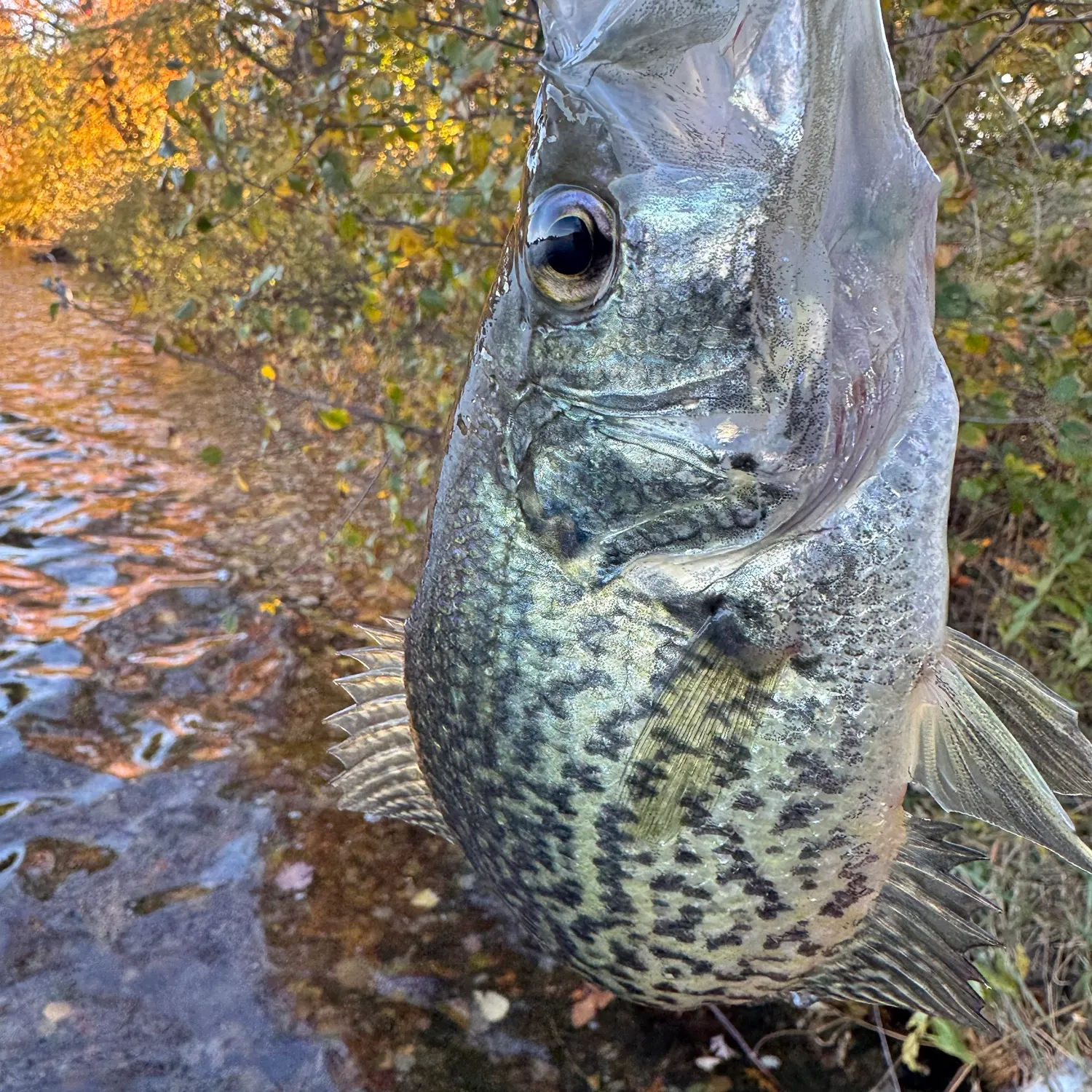 Black crappie caught on Fishbrain