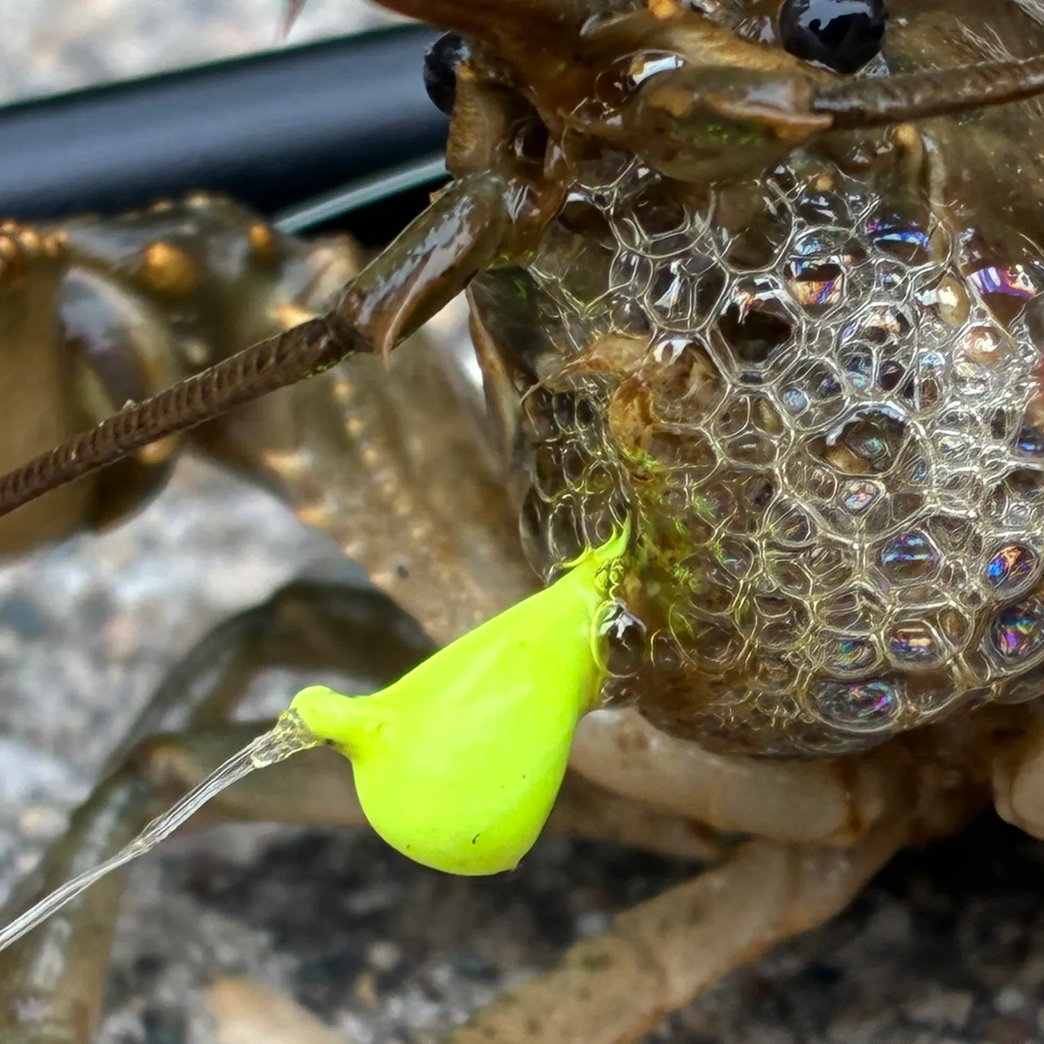 Signal crayfish caught on Fishbrain