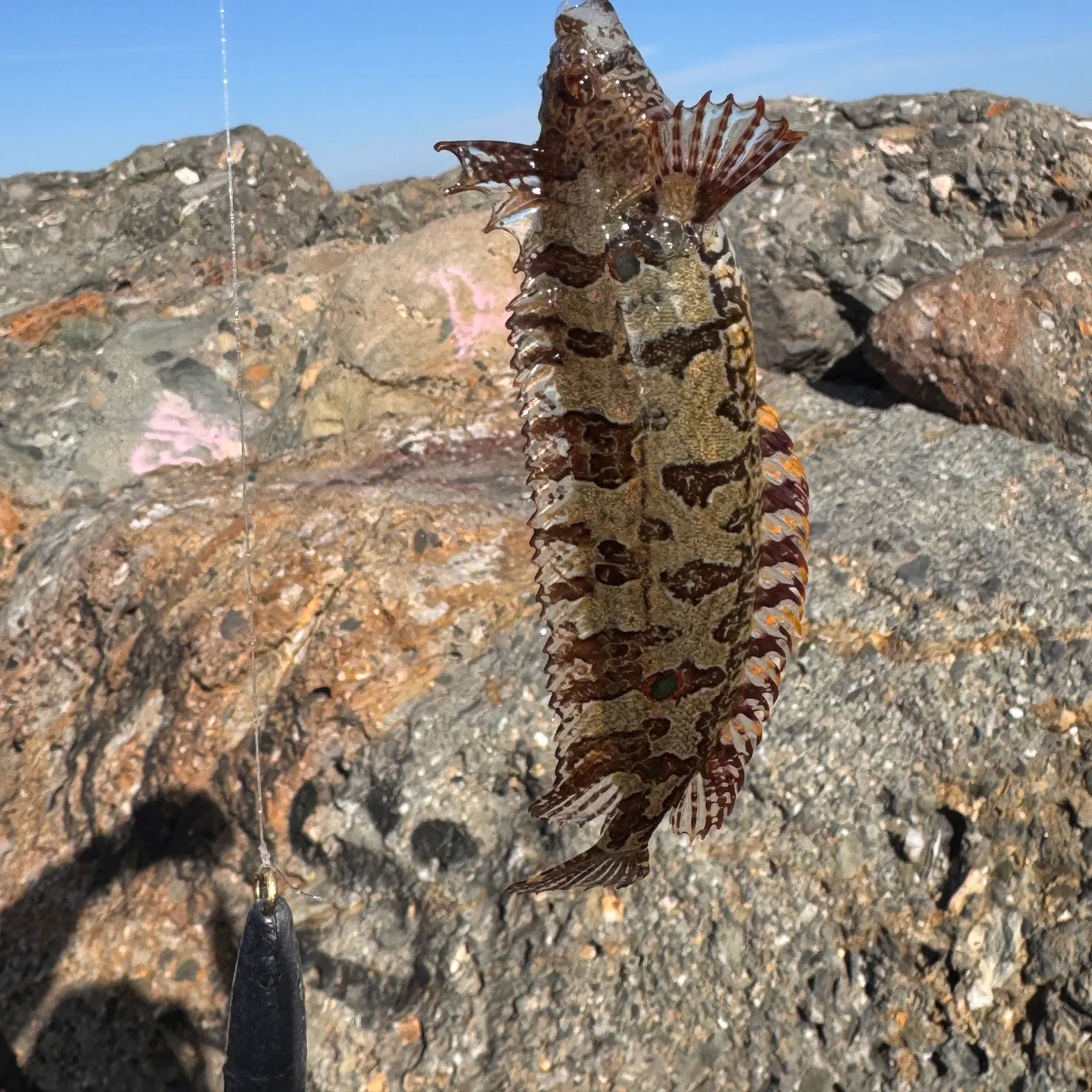 The most recent Spotted kelpfish catches on Fishbrain