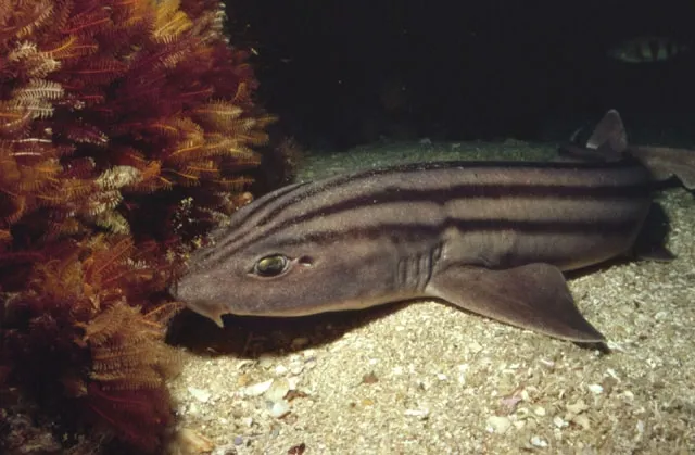 Striped catshark