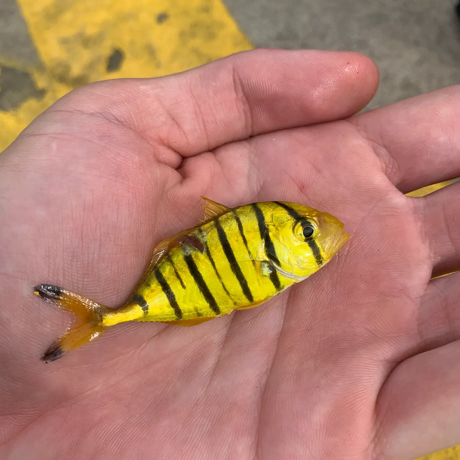 The most recent Golden trevally catches on Fishbrain