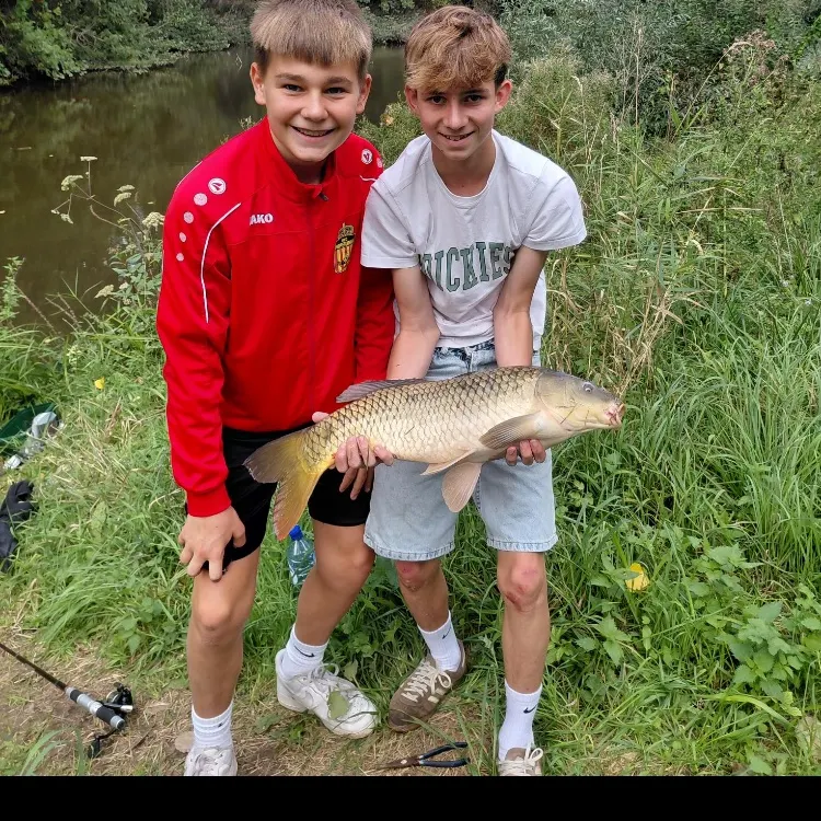 Common carp caught on Fishbrain