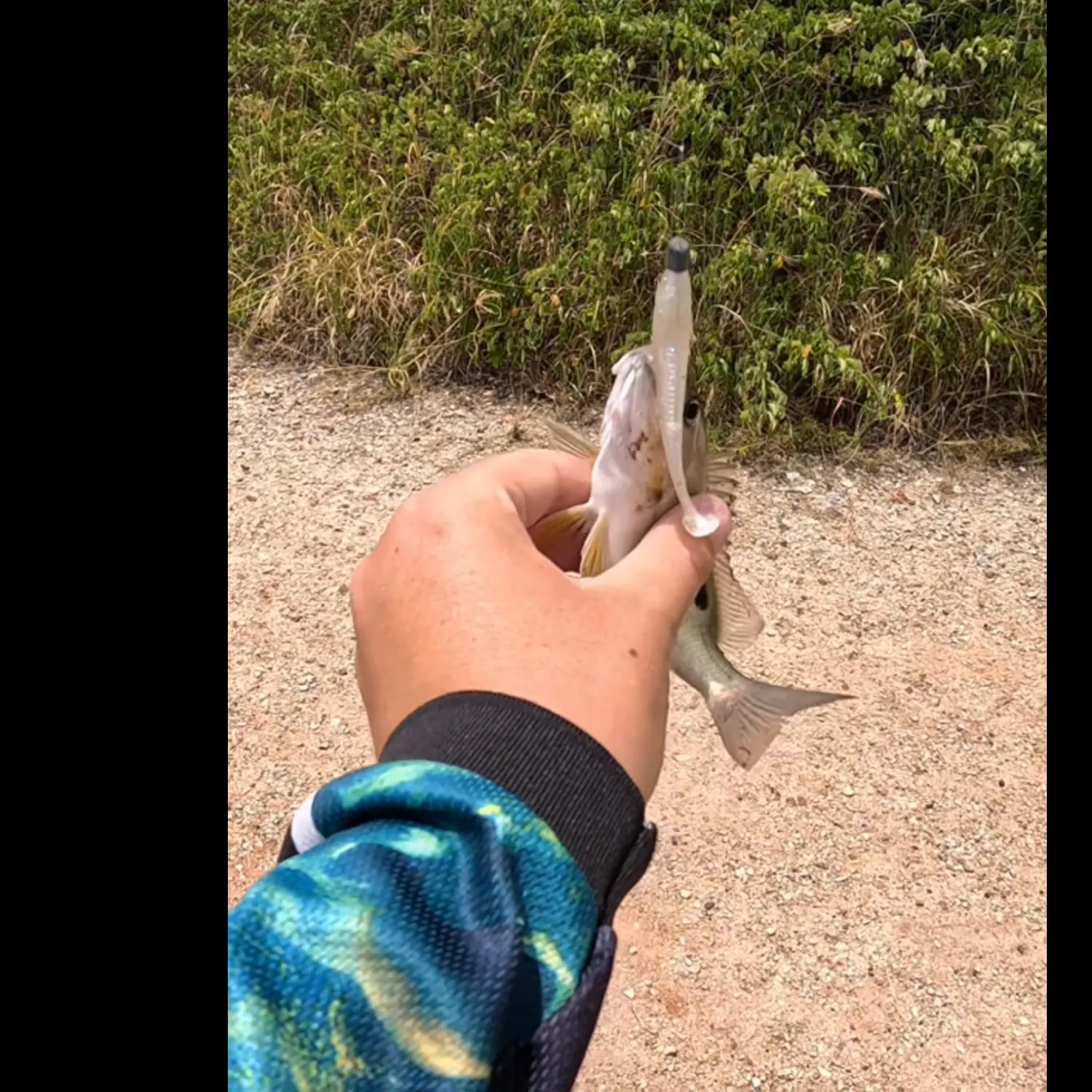 The most recent Moses perch catches on Fishbrain