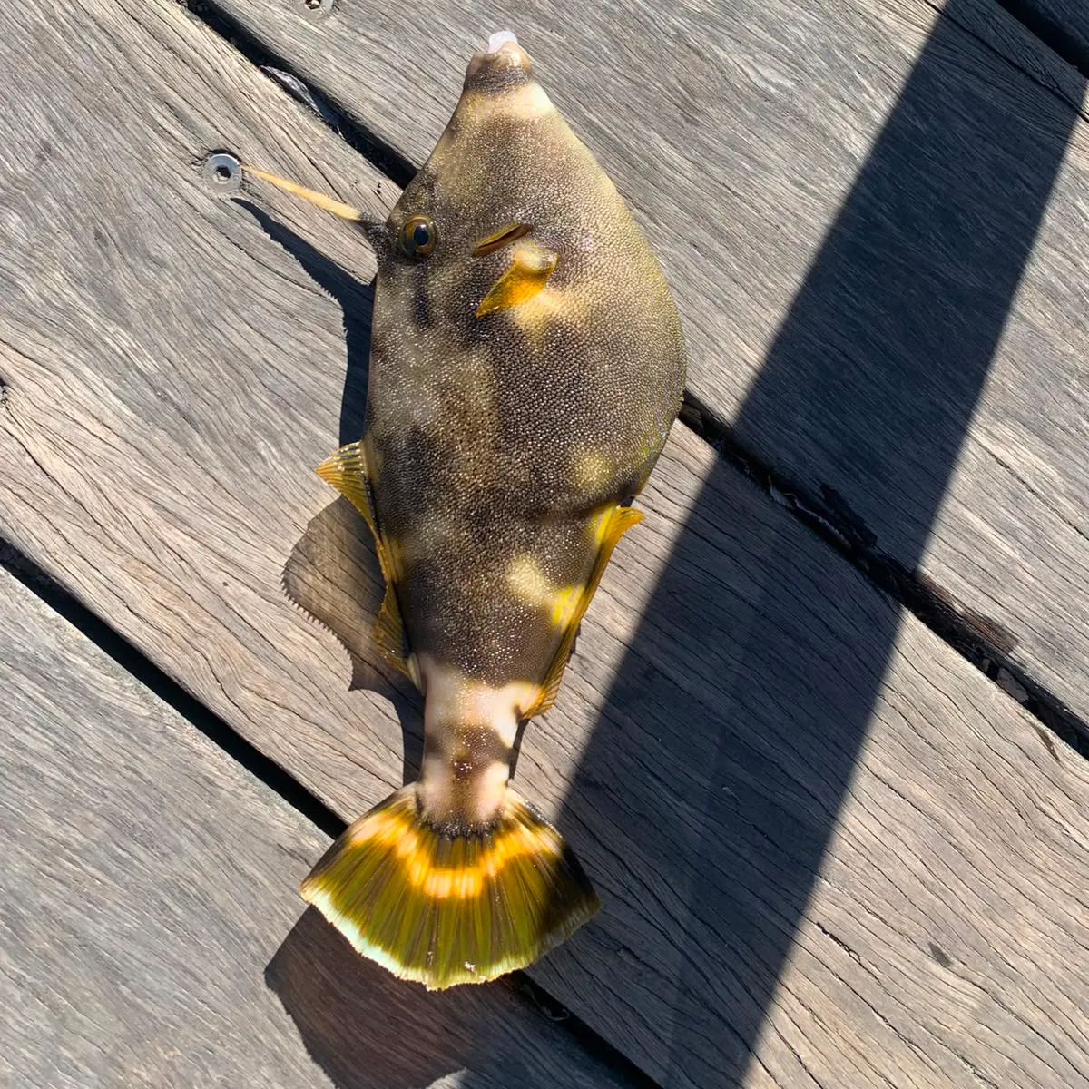 The most recent Rough Leatherjacket catches on Fishbrain