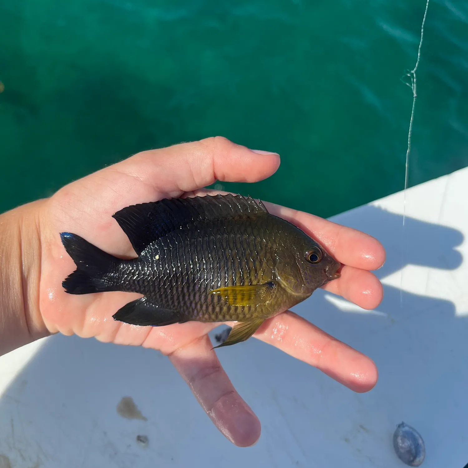 The most recent Cocoa damselfish catches on Fishbrain