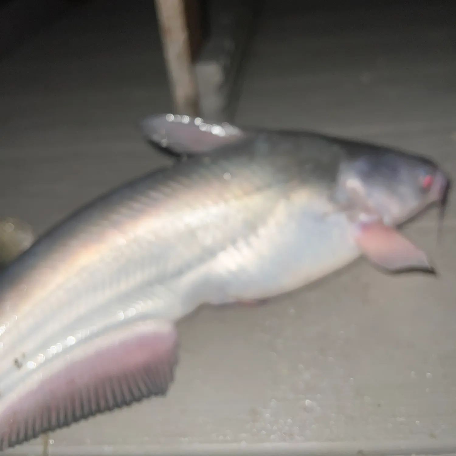 The most recent South American silver croaker catches on Fishbrain