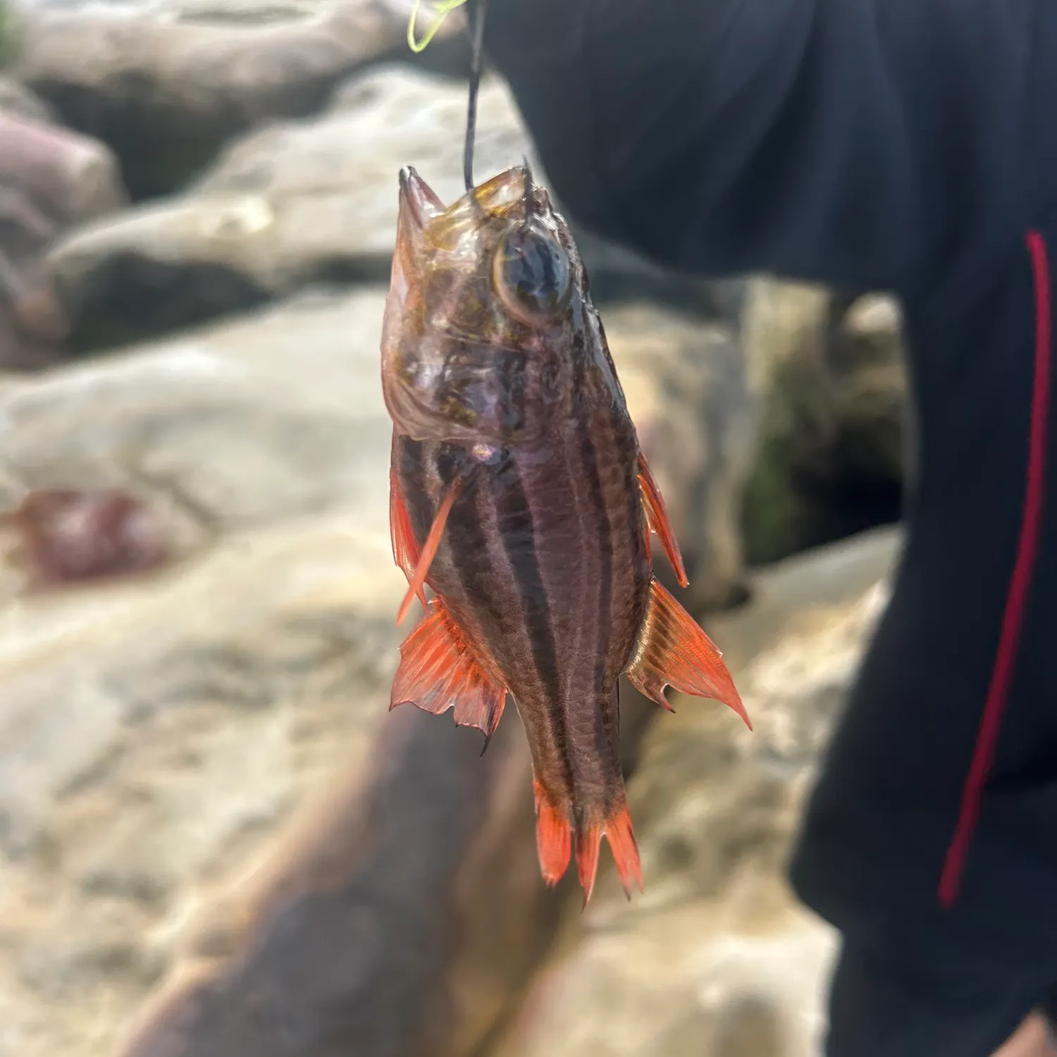 The most recent Ochre-striped cardinalfish catches on Fishbrain