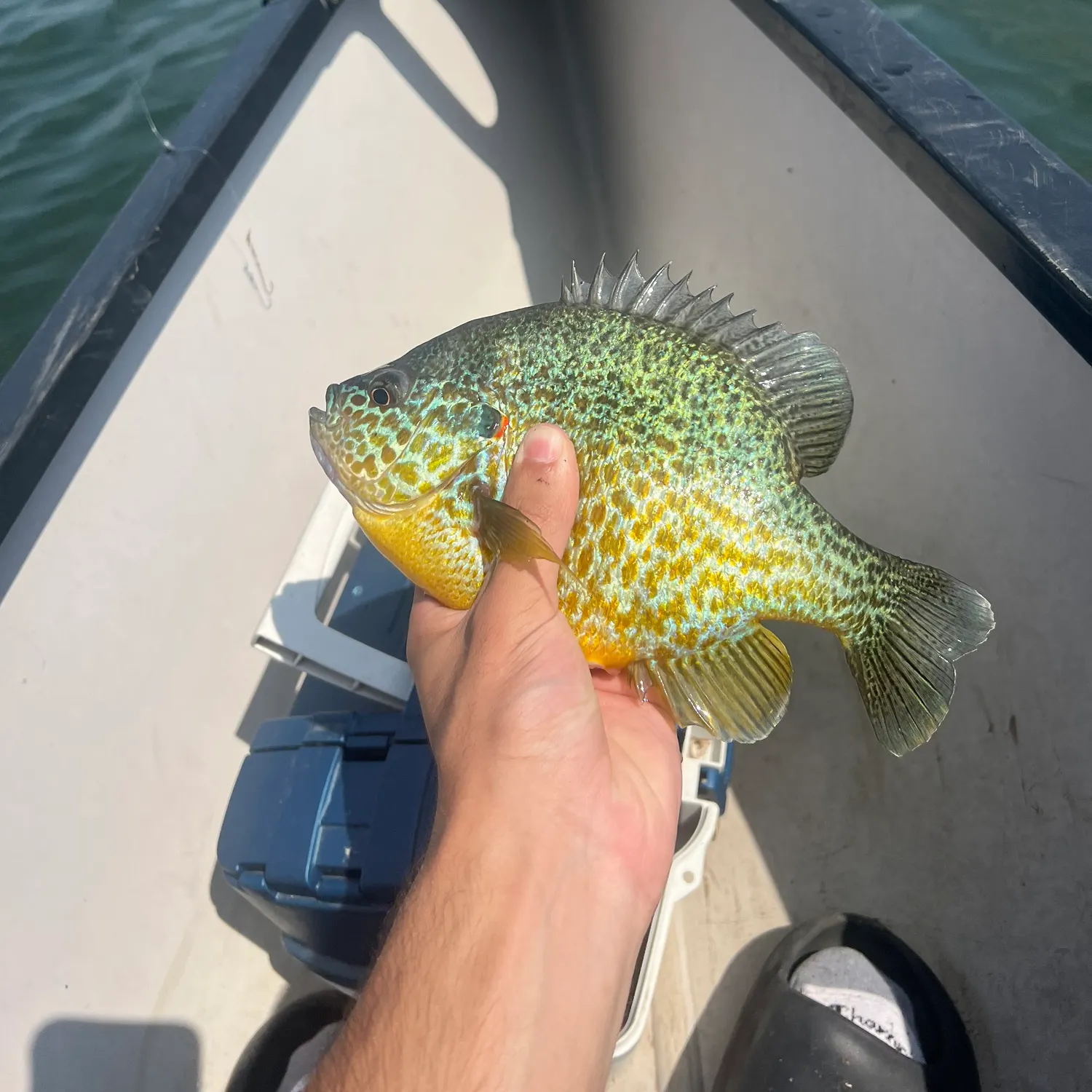 The most recent Pumpkinseed x green sunfish catches on Fishbrain