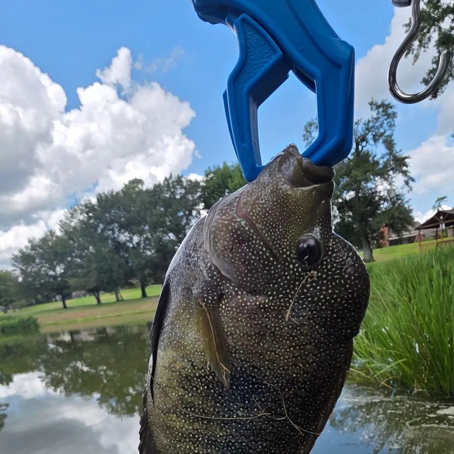 Rio Grande cichlid caught on Fishbrain