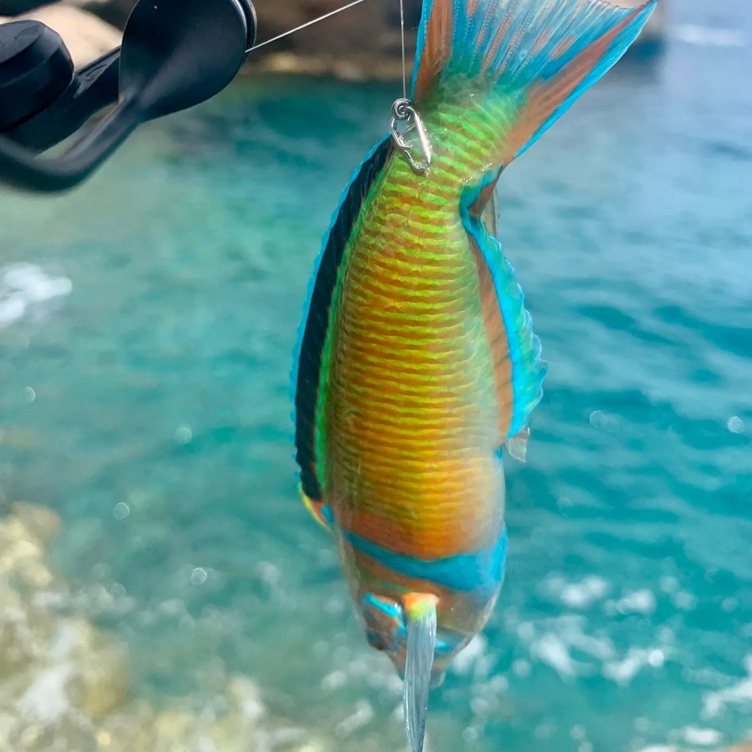 The most recent Ornate wrasse catches on Fishbrain