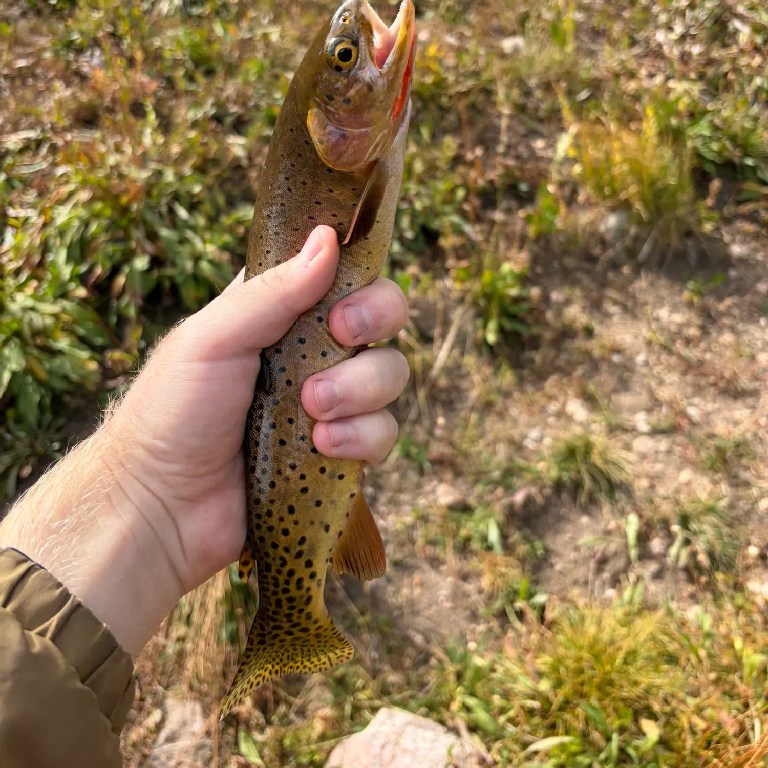 The most recent Greenback cutthroat trout catches on Fishbrain