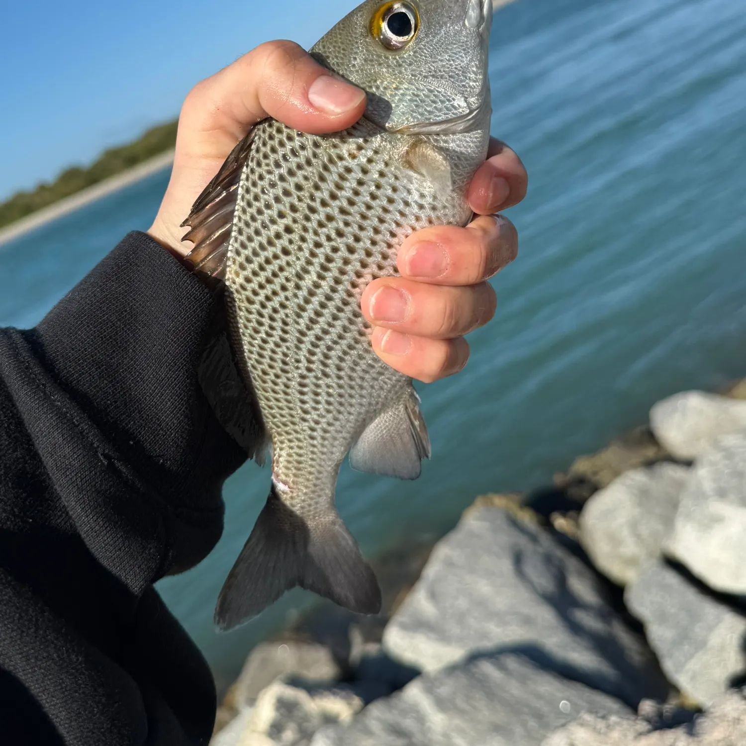 The most recent Sailor's choice grunt catches on Fishbrain