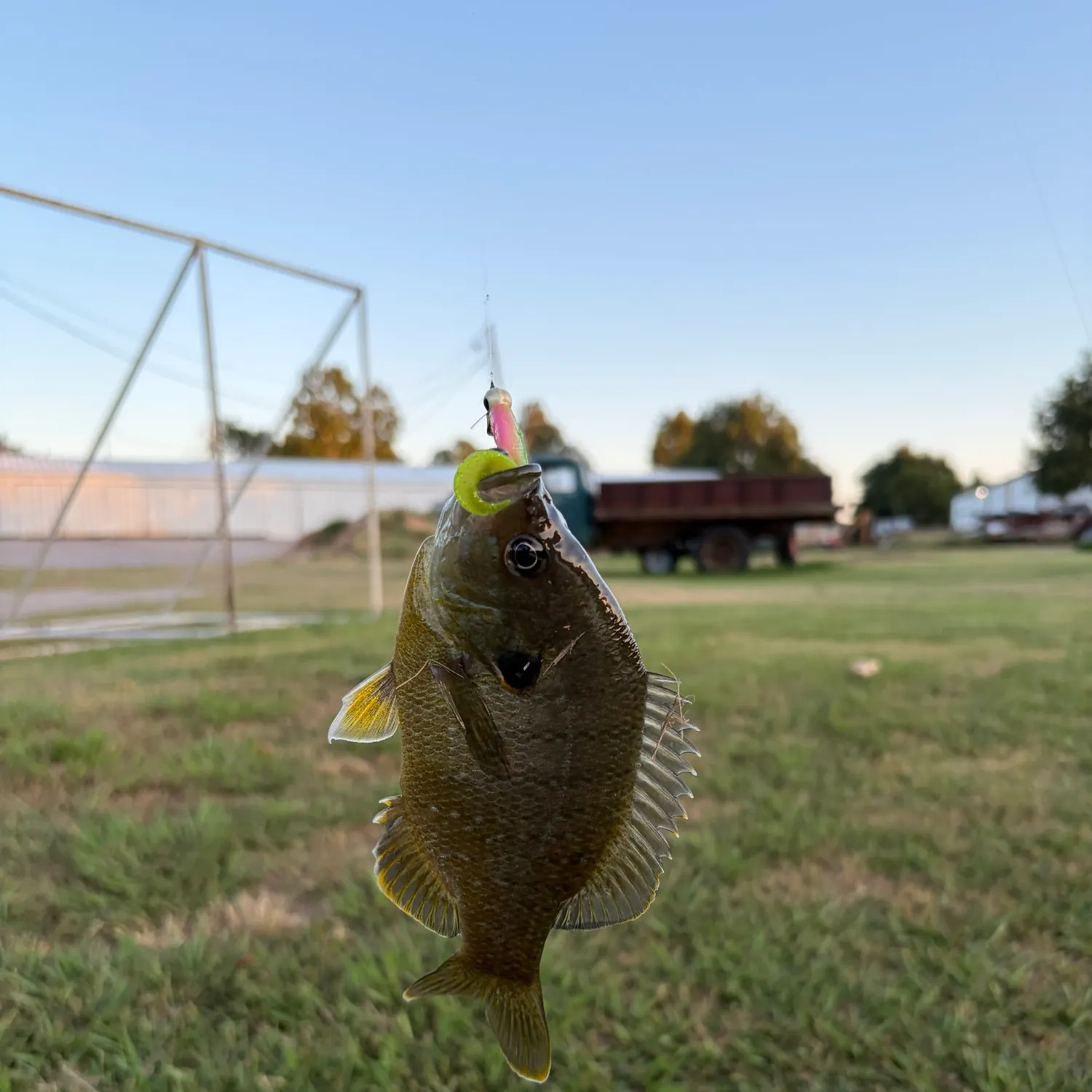 Greengill hybrid caught on Fishbrain