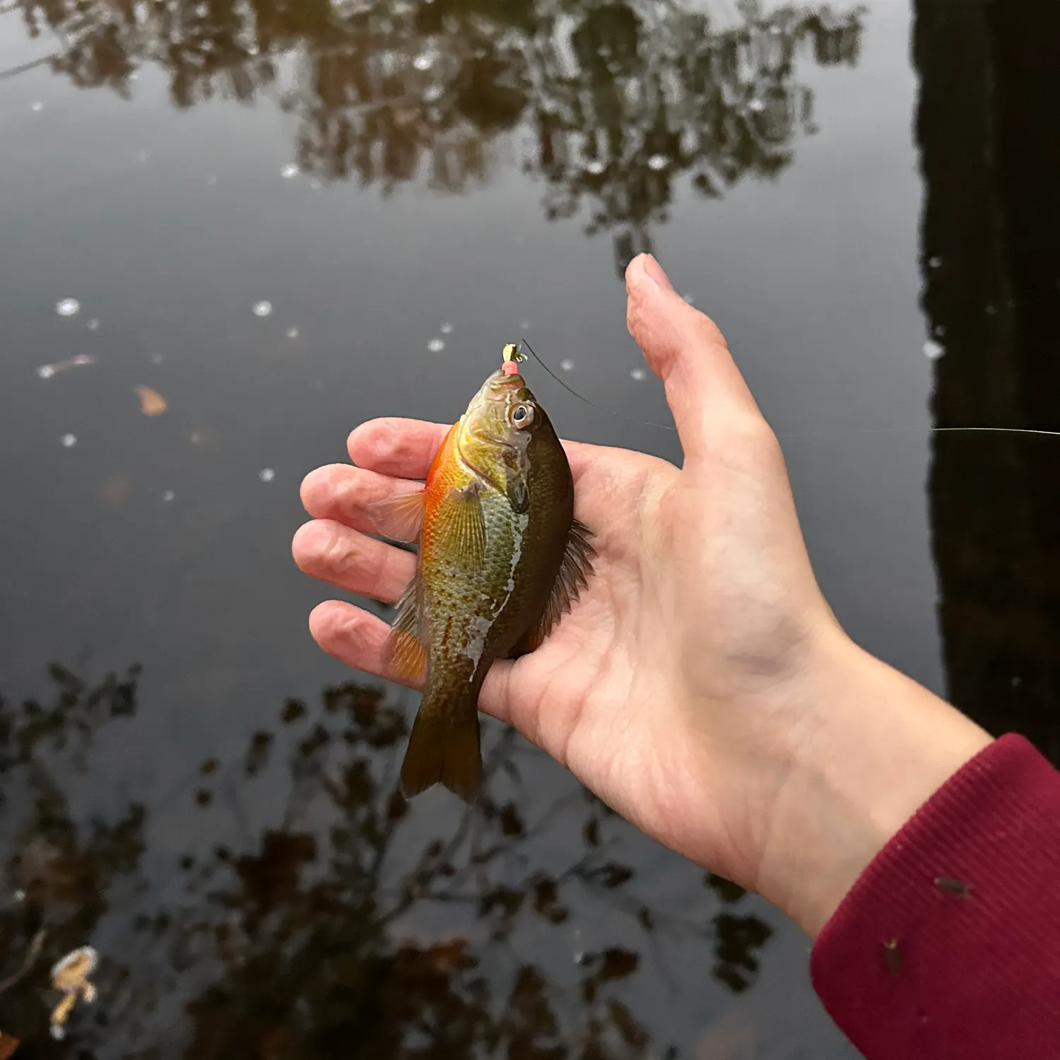 Redbreast sunfish caught on Fishbrain