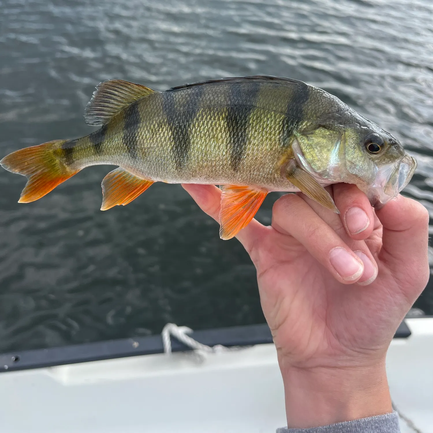 European perch caught on Fishbrain