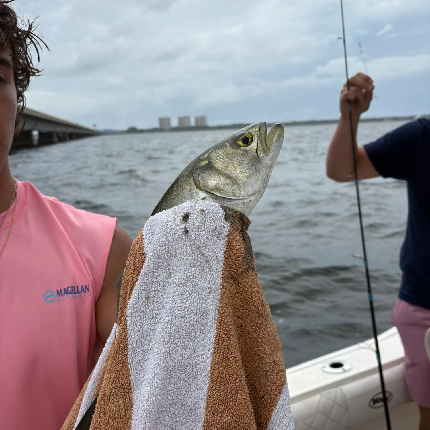 The most recent Skipjack herring catches on Fishbrain