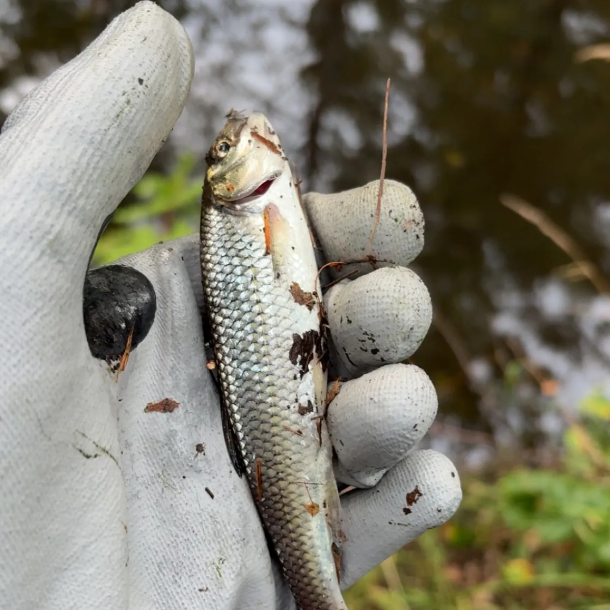Fallfish caught on Fishbrain