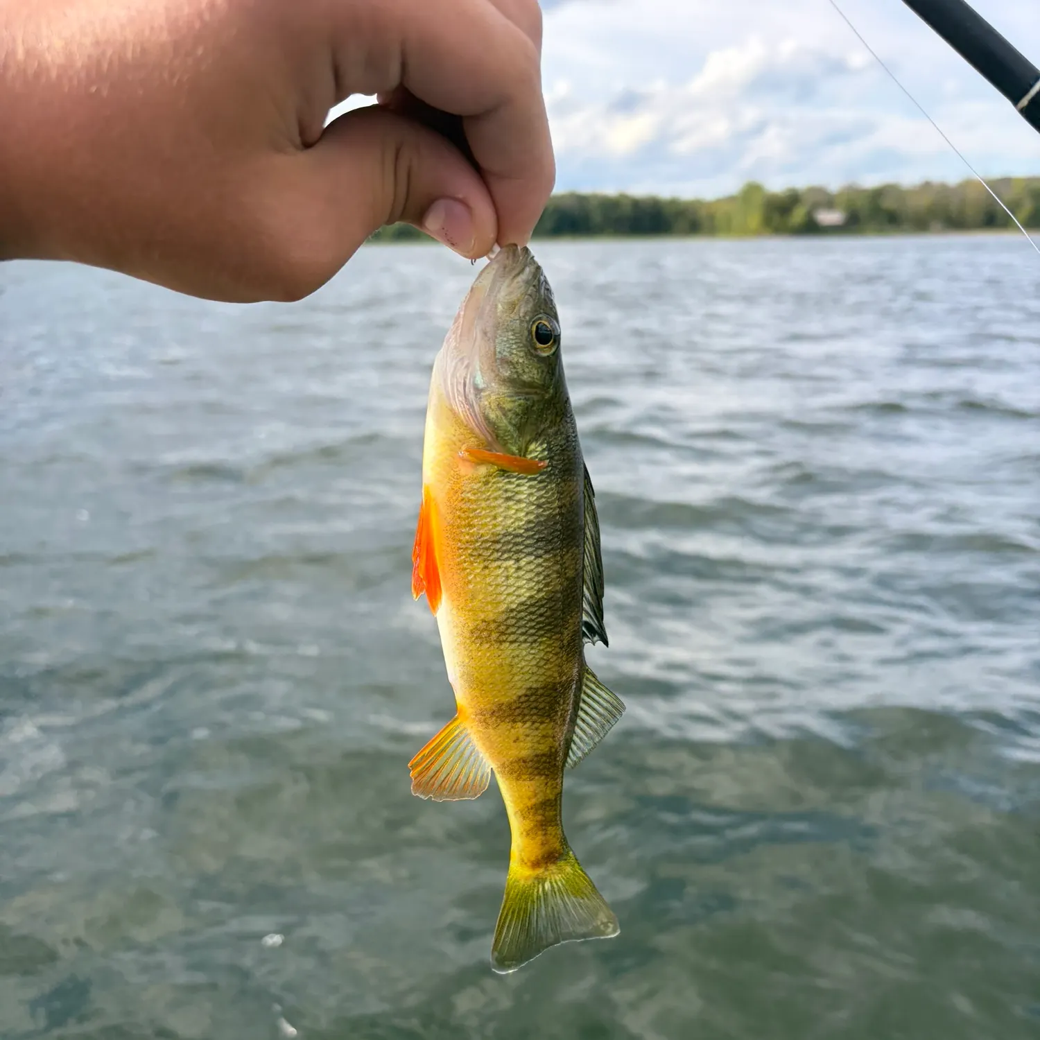 Yellow perch caught on Fishbrain