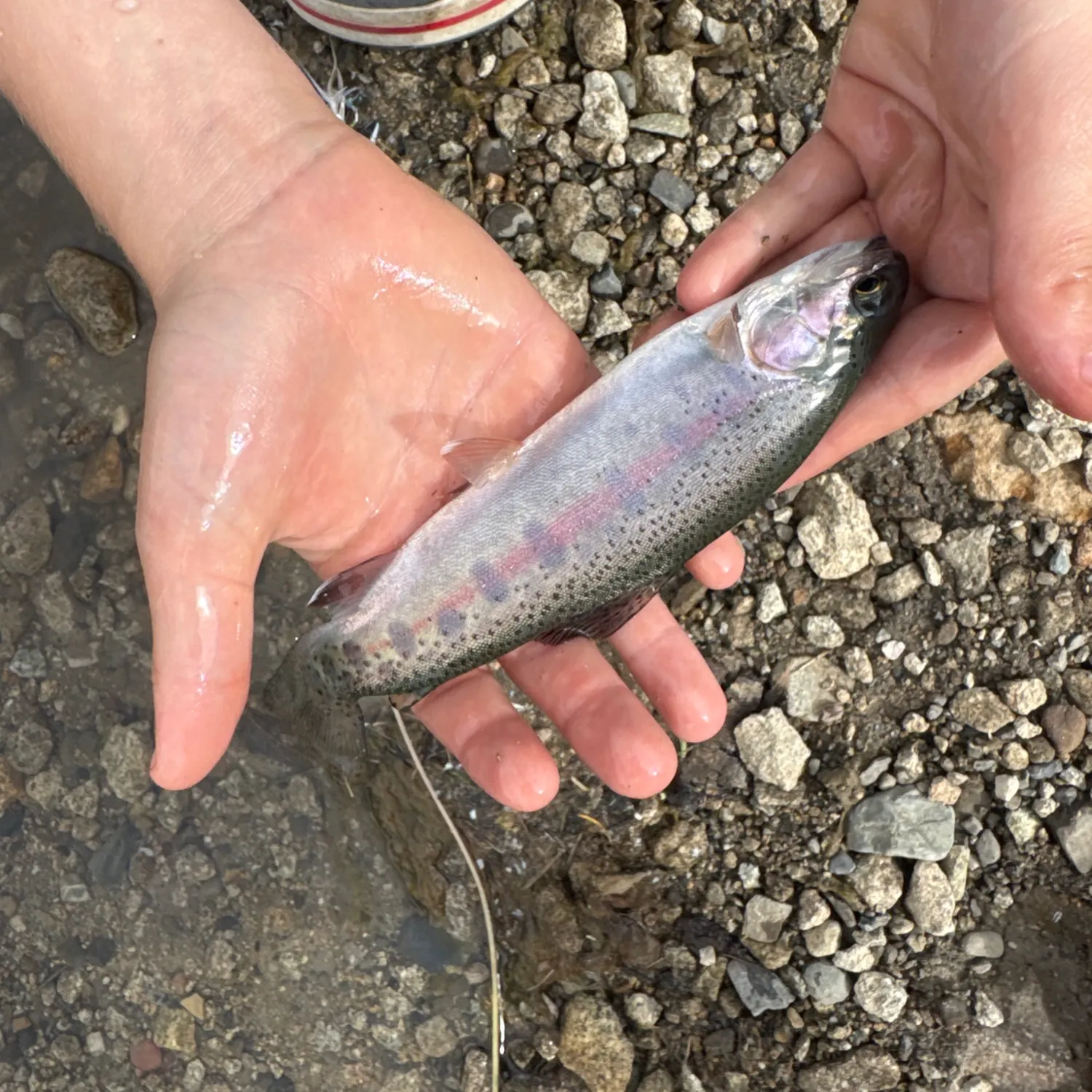Fish caught on Fishbrain