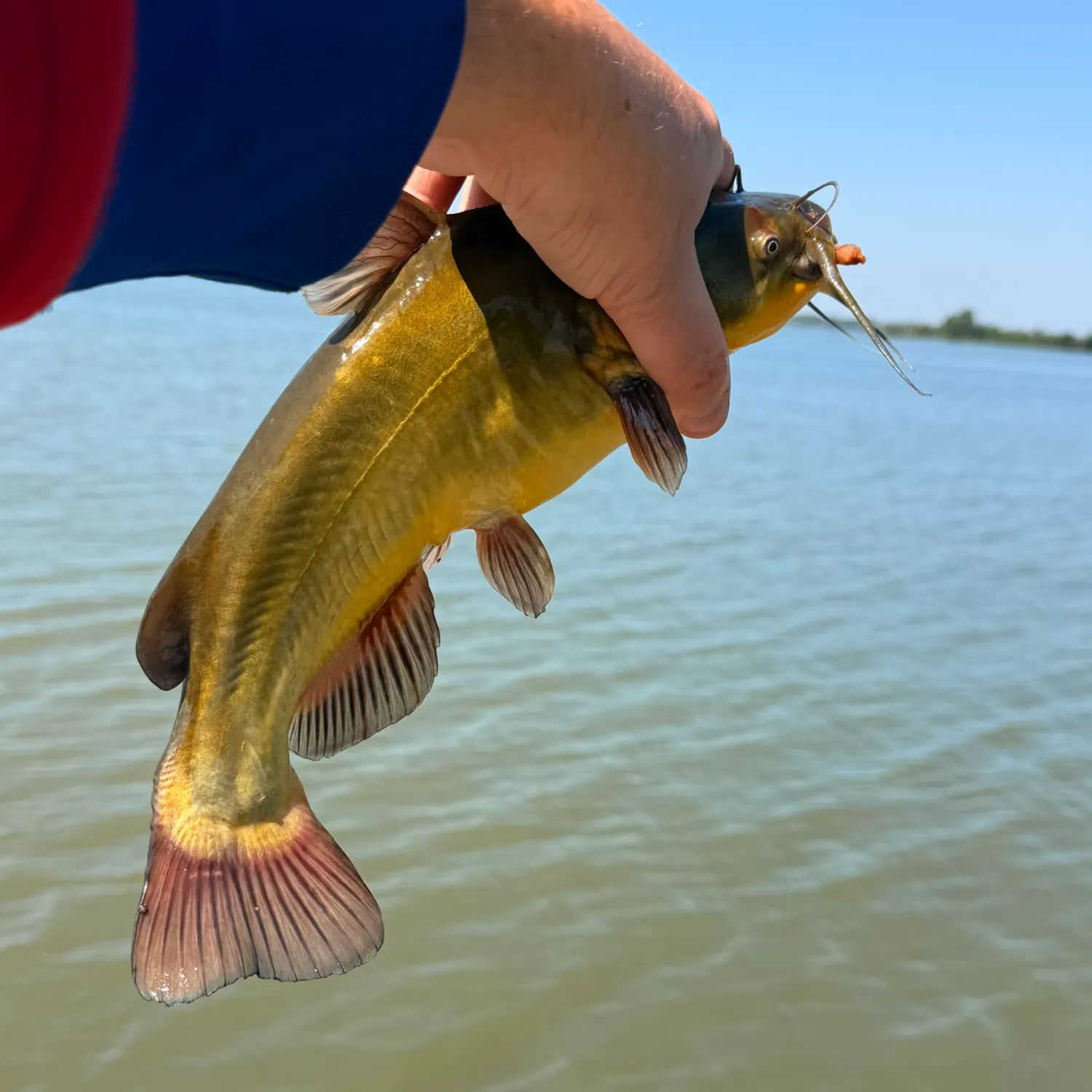 Black bullhead caught on Fishbrain