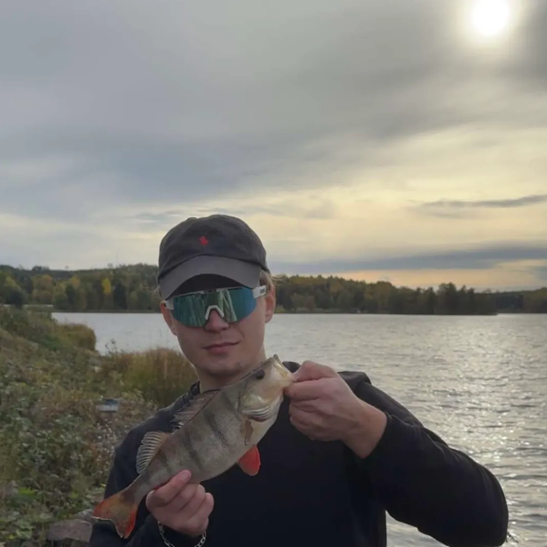 European perch caught on Fishbrain