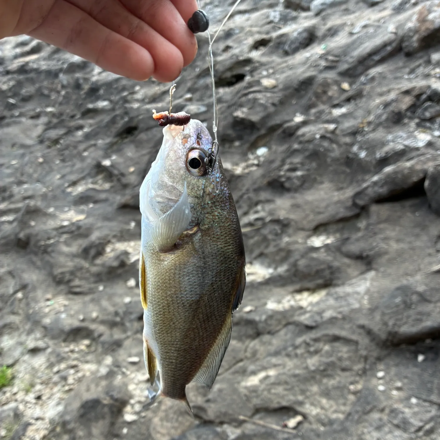 Freshwater drum caught on Fishbrain
