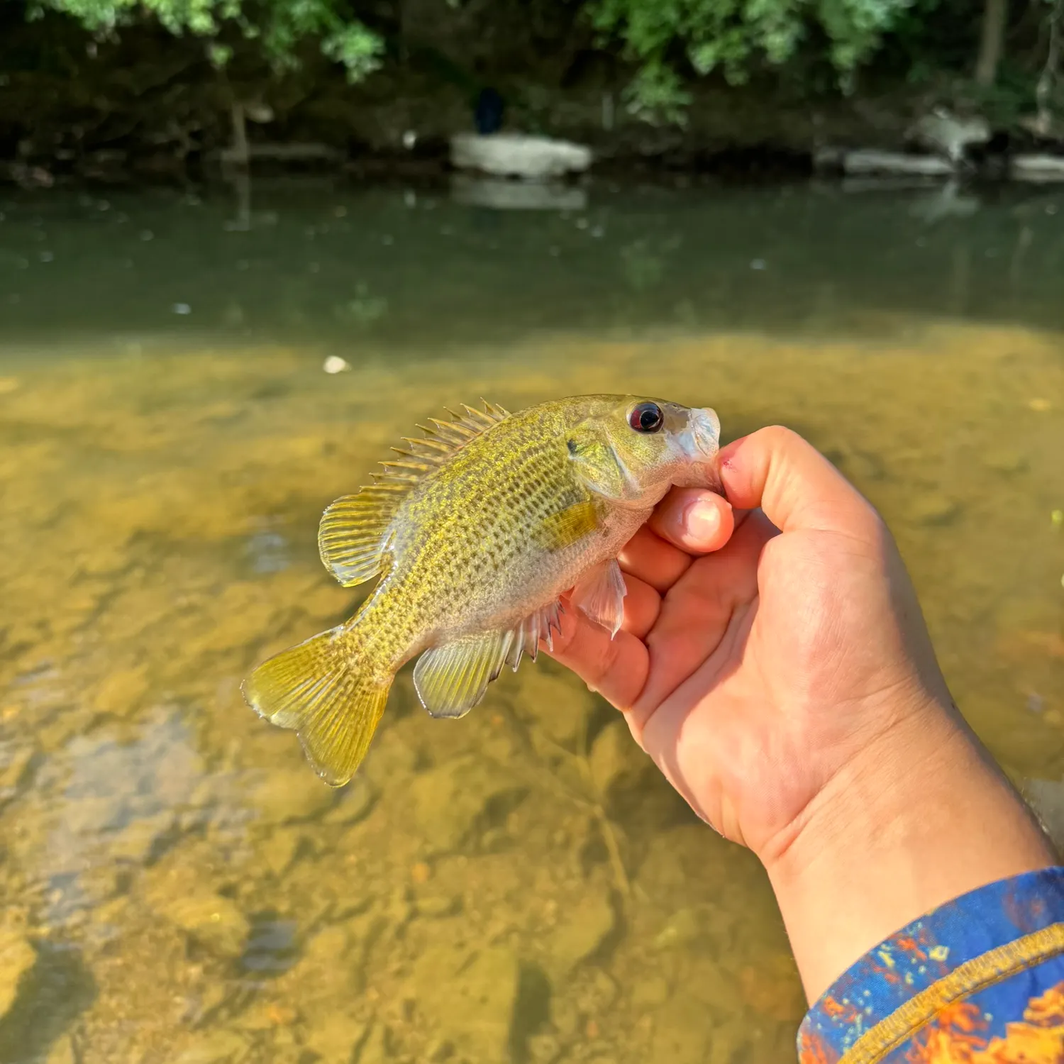 Rock bass caught on Fishbrain