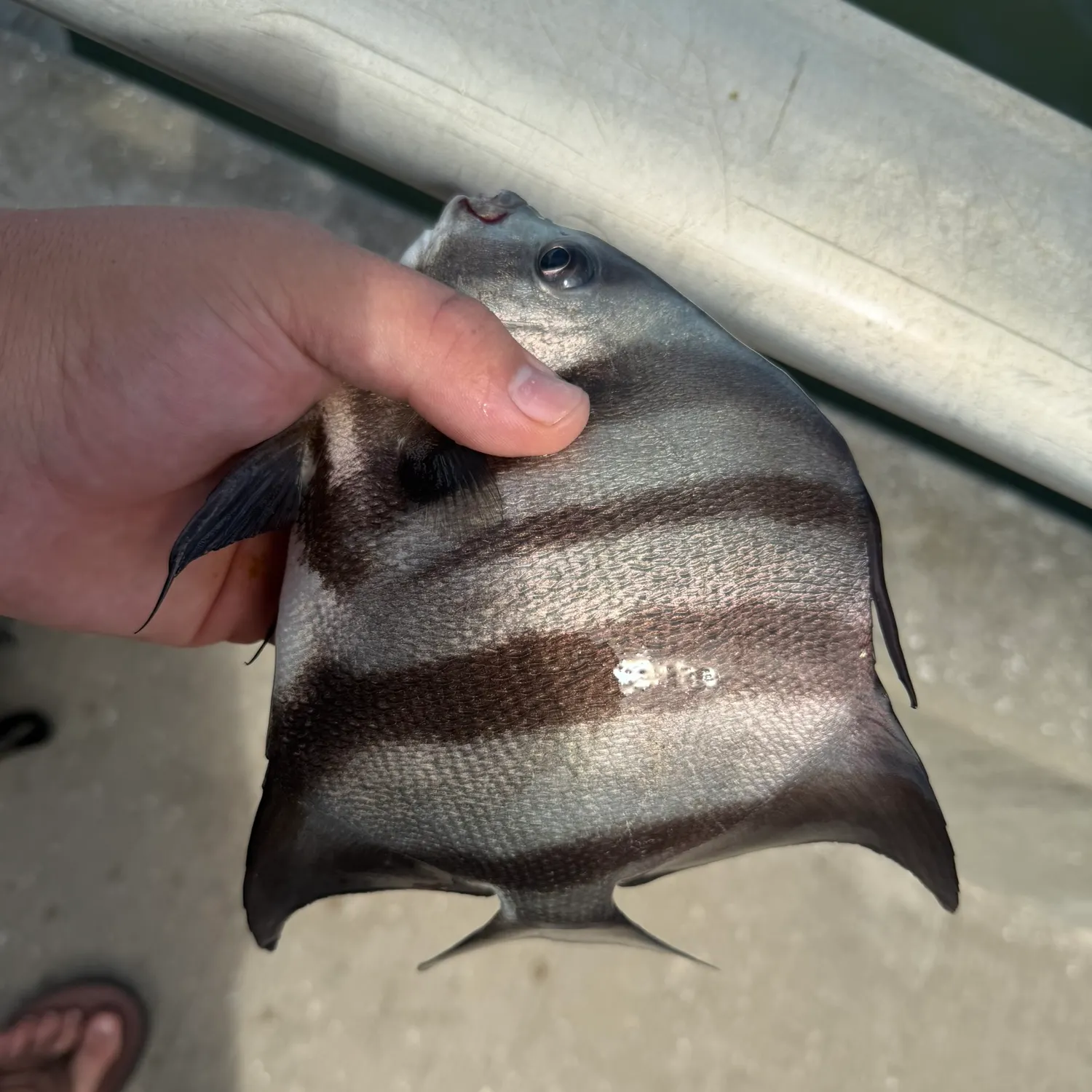 Atlantic spadefish caught on Fishbrain