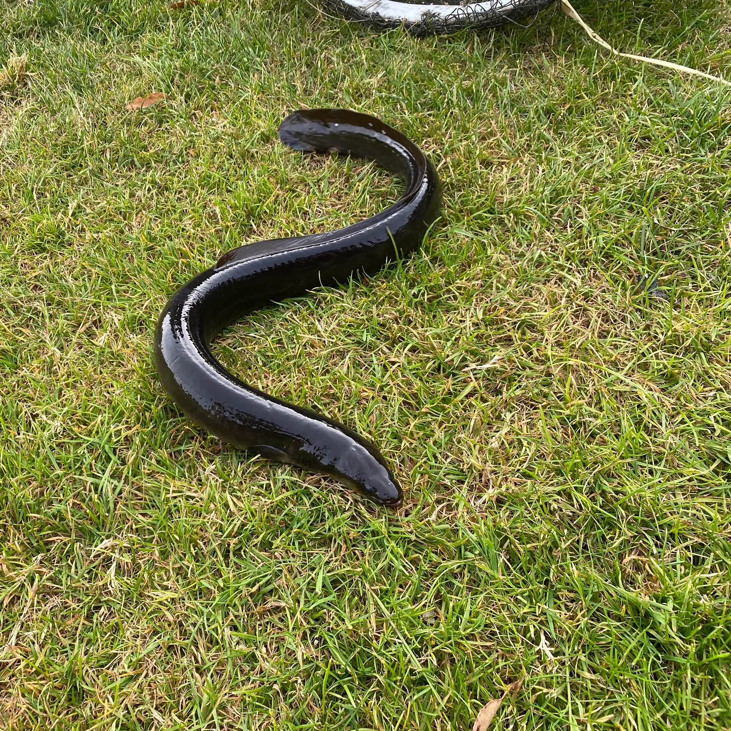 The most recent Shortfin eel catches on Fishbrain