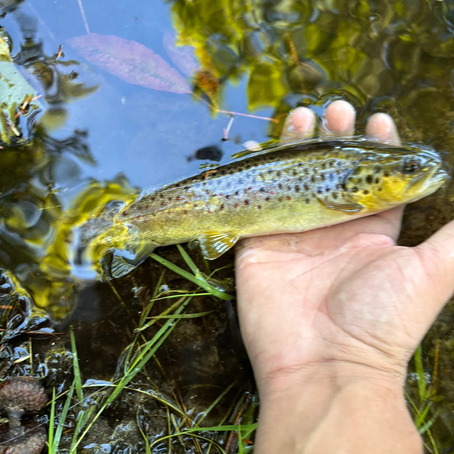 Brown trout caught on Fishbrain