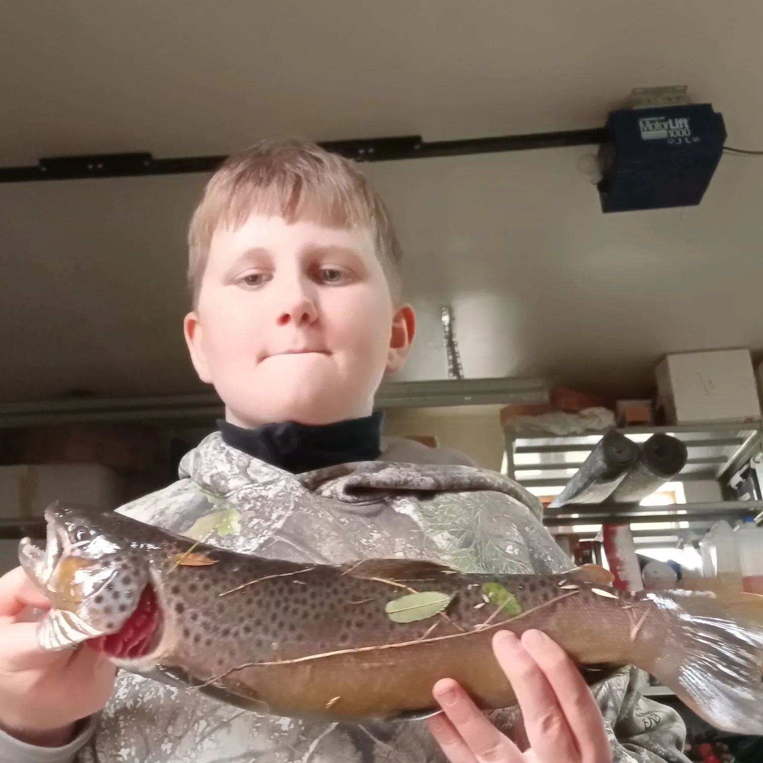Brown trout caught on Fishbrain