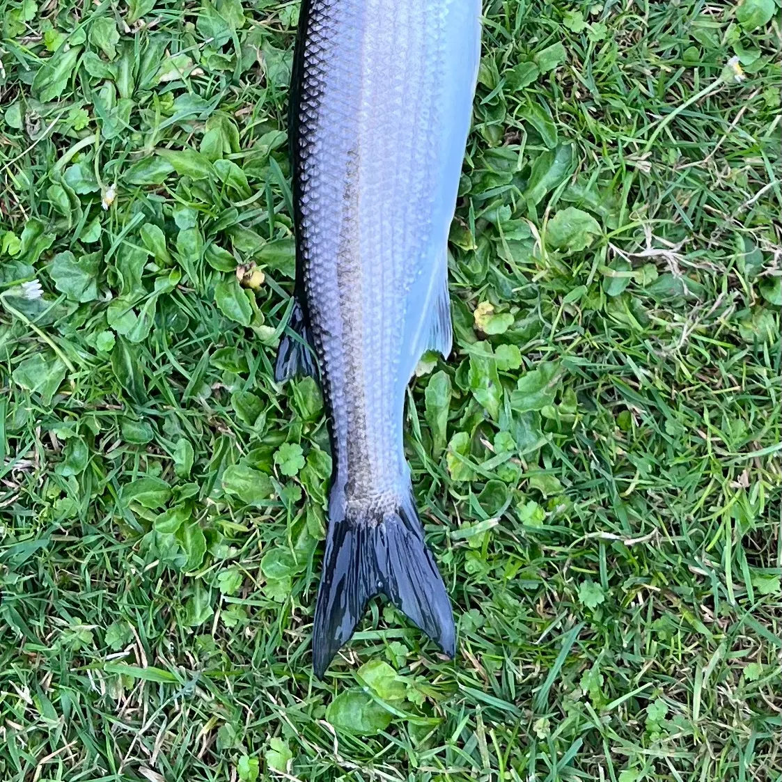 The most recent Yellow-eye mullet catches on Fishbrain