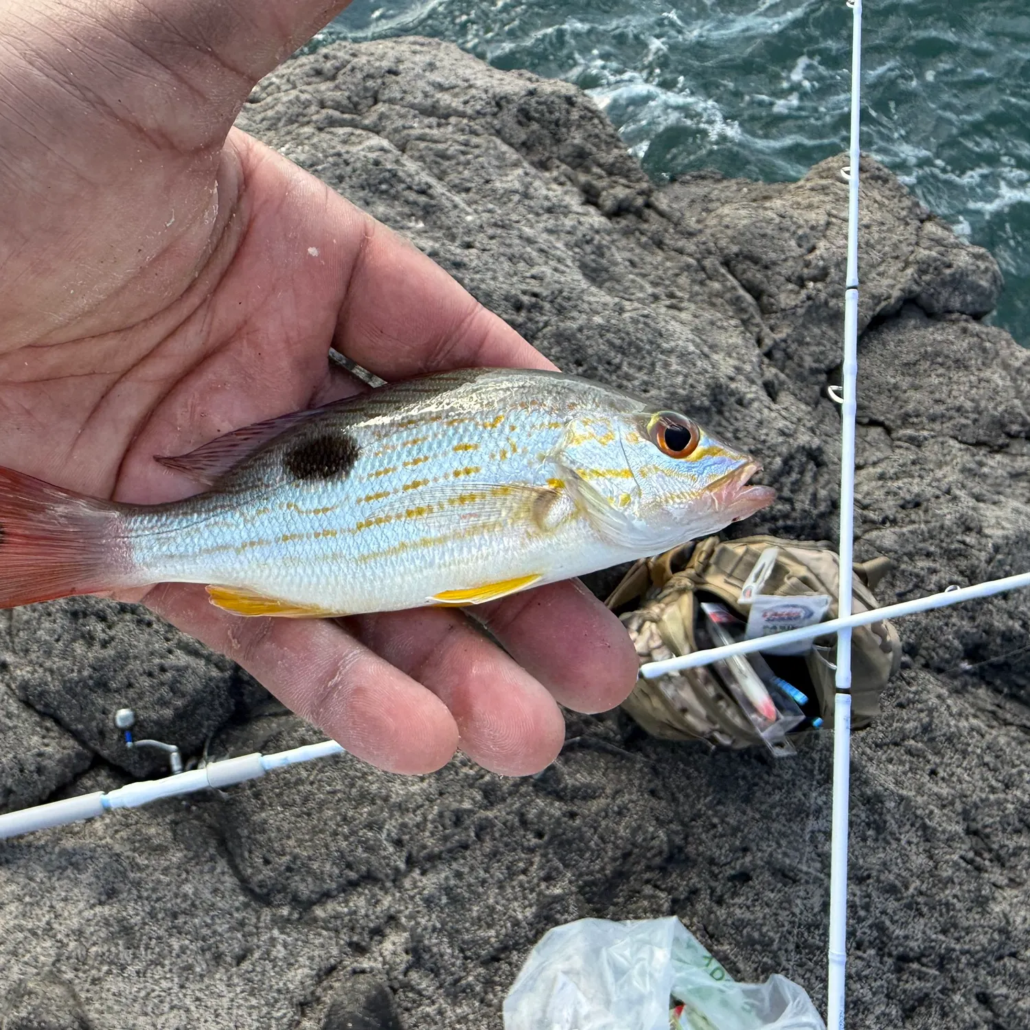 The most recent Lane snapper catches on Fishbrain