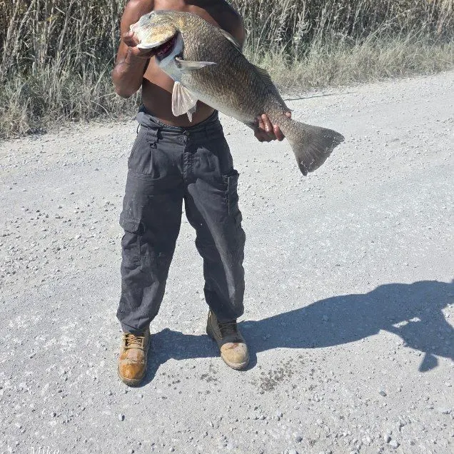 Black drum caught on Fishbrain
