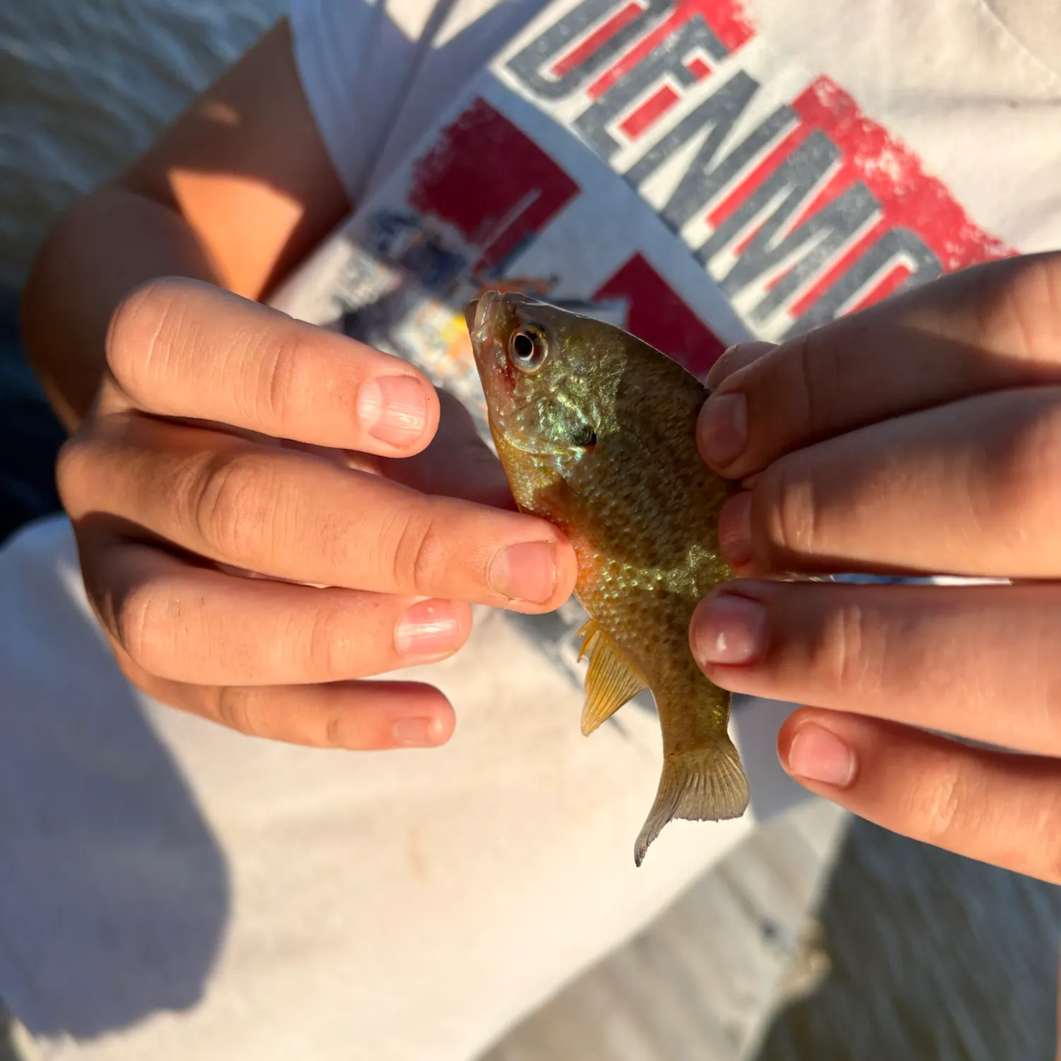 Orangespotted sunfish caught on Fishbrain