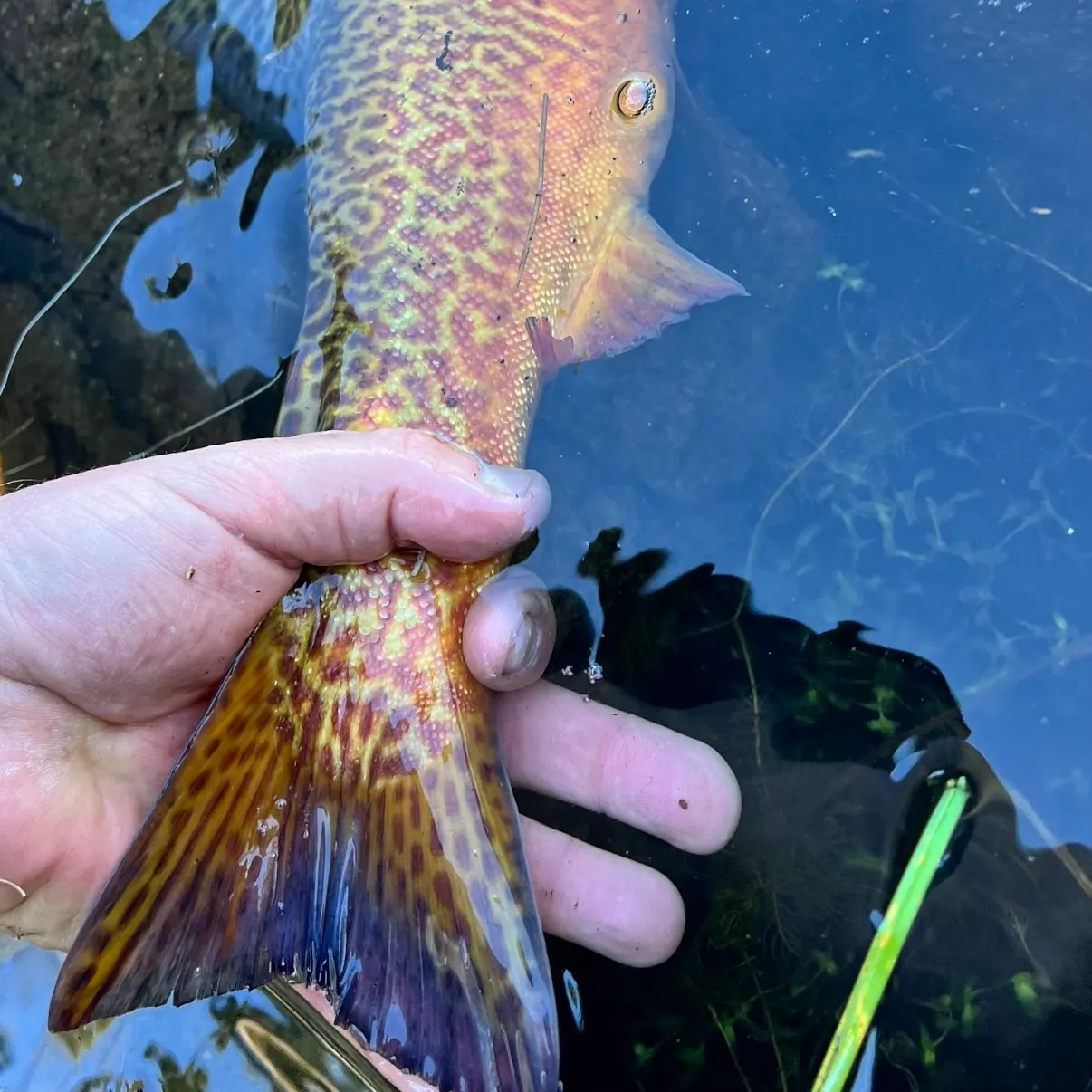 Tiger muskie caught on Fishbrain