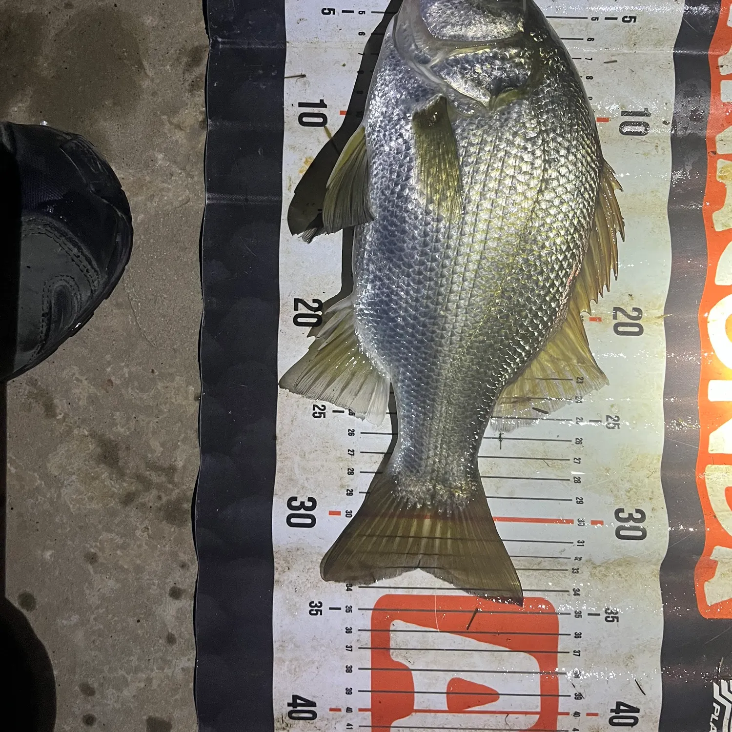 The most recent Estuary perch catches on Fishbrain