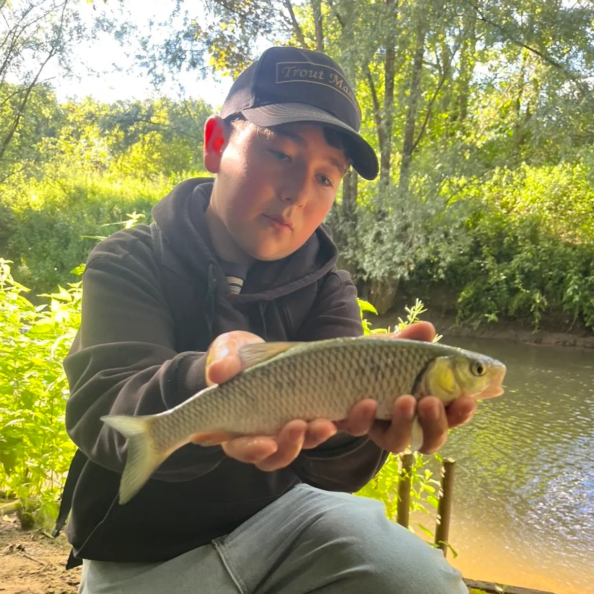 The most recent European chub catches on Fishbrain
