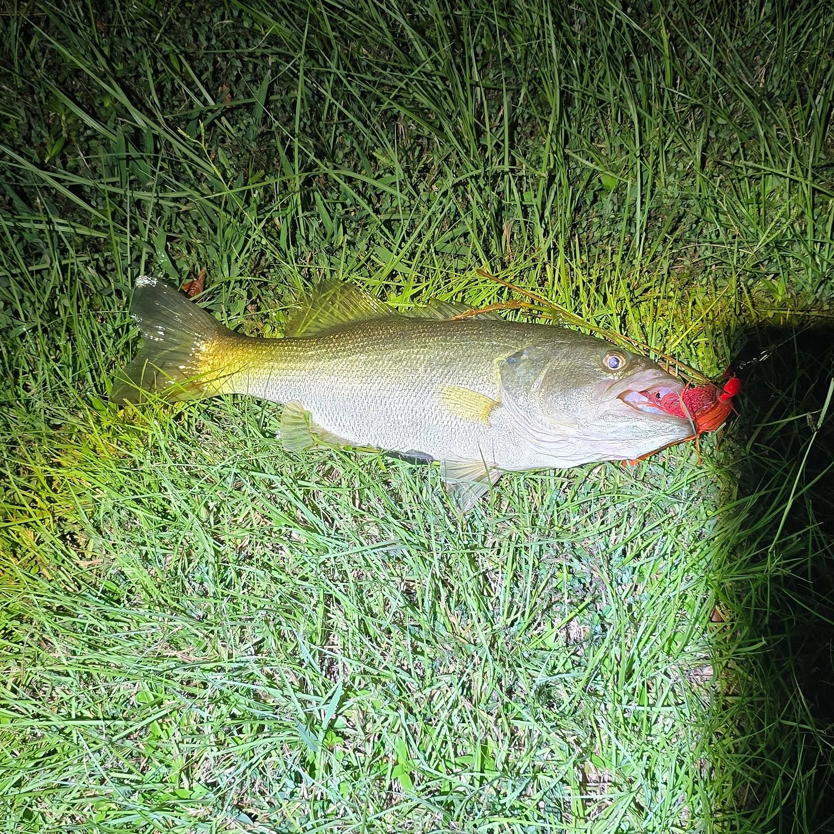 Largemouth bass caught on Fishbrain