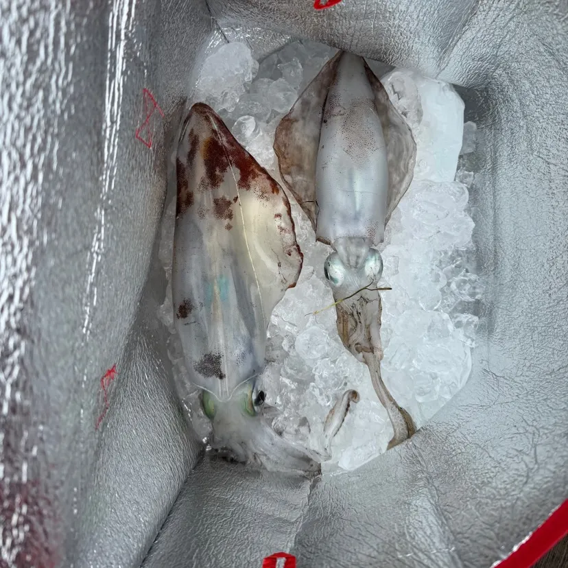 The most recent Southern calamari catches on Fishbrain