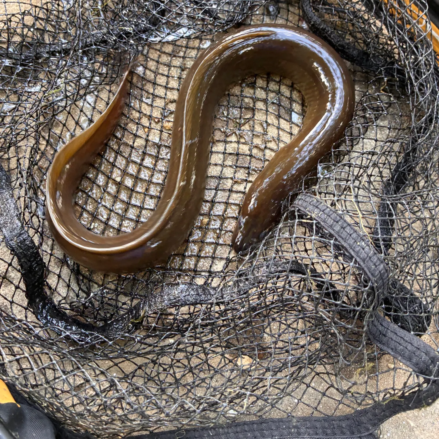American eel caught on Fishbrain