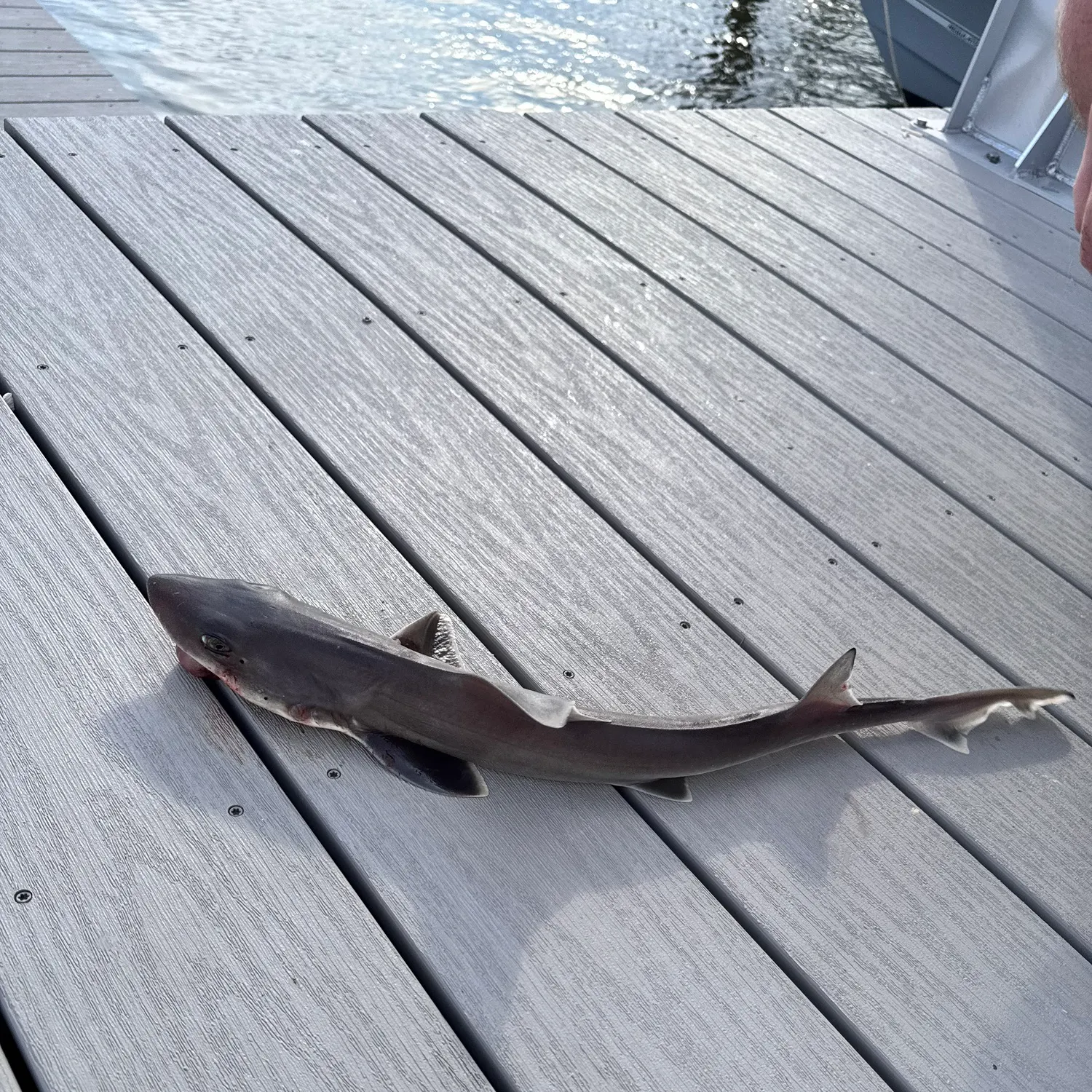 Dusky smooth-hound caught on Fishbrain