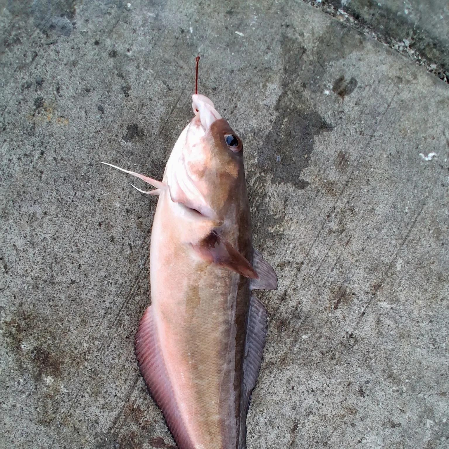 The most recent Red codling catches on Fishbrain